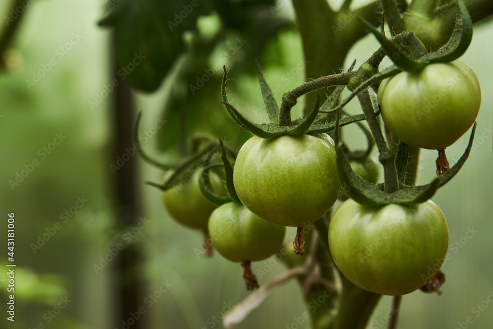 Green tomato plant greenhouse, close-up Green tomato plant greenhouse, close-up