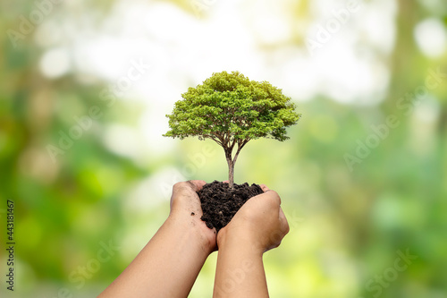 Trees are planted on the ground in human hands with natural green backgrounds, the concept of plant growth, and environmental protection.