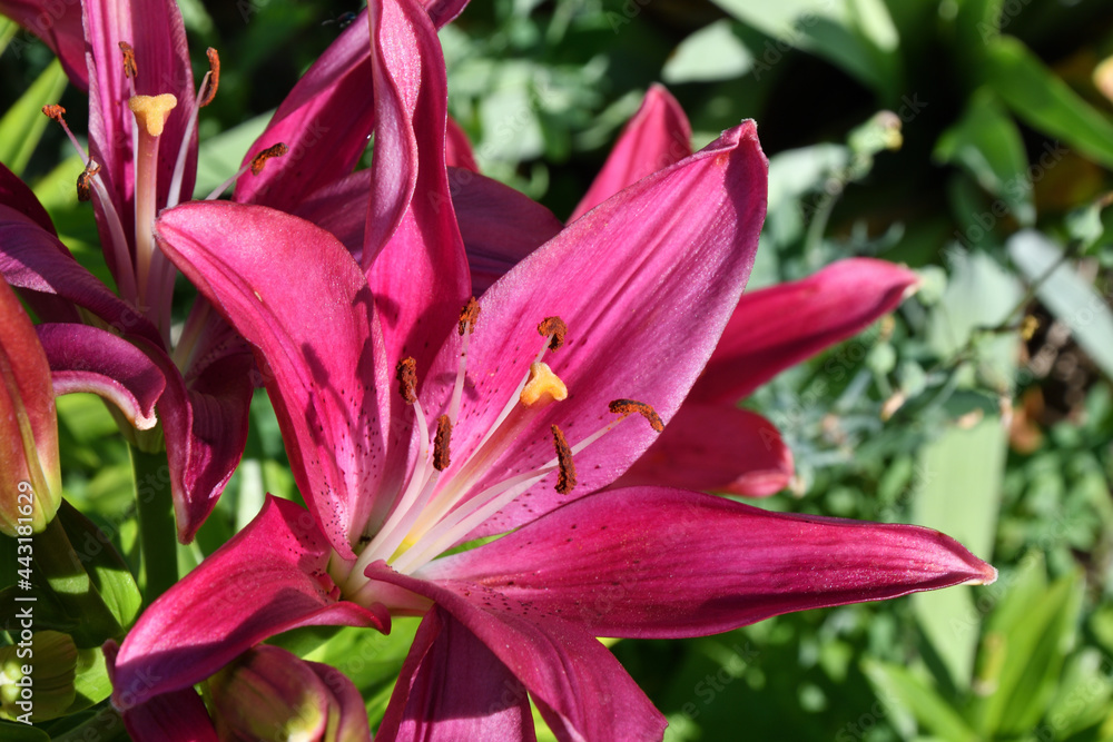 Lily Garden (Latin. Lilium) – genus of plants of the Lilein family (Liliaceae) Lily Garden (Latin. Lilium) – genus of plants of the Lilein family (Liliaceae)