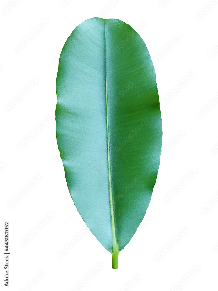 Fototapeta premium Green leaf on white background with clipping path.