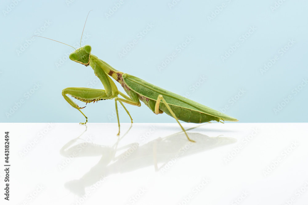 Awesome view of a green mantis on blue background Awesome view of a green mantis on blue background