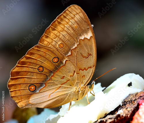 Grace of beautiful butterfly in nature, Cambodian Junglequeen, the very rare butterfly in Thailand, sipping syrup from sweet coconut pulp fruit on the ground photo