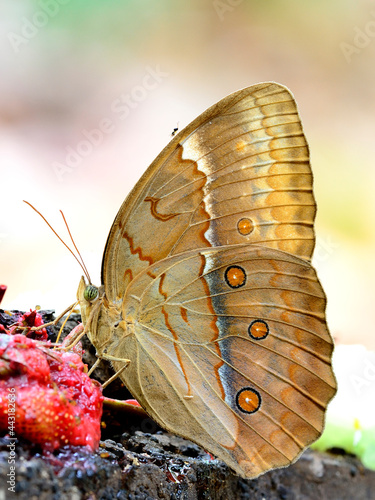 Grace of beautiful butterfly in nature, Cambodian Junglequeen, the very rare butterfly in Thailand, sipping syrup from sweet red fruit on the ground with nice blur background photo