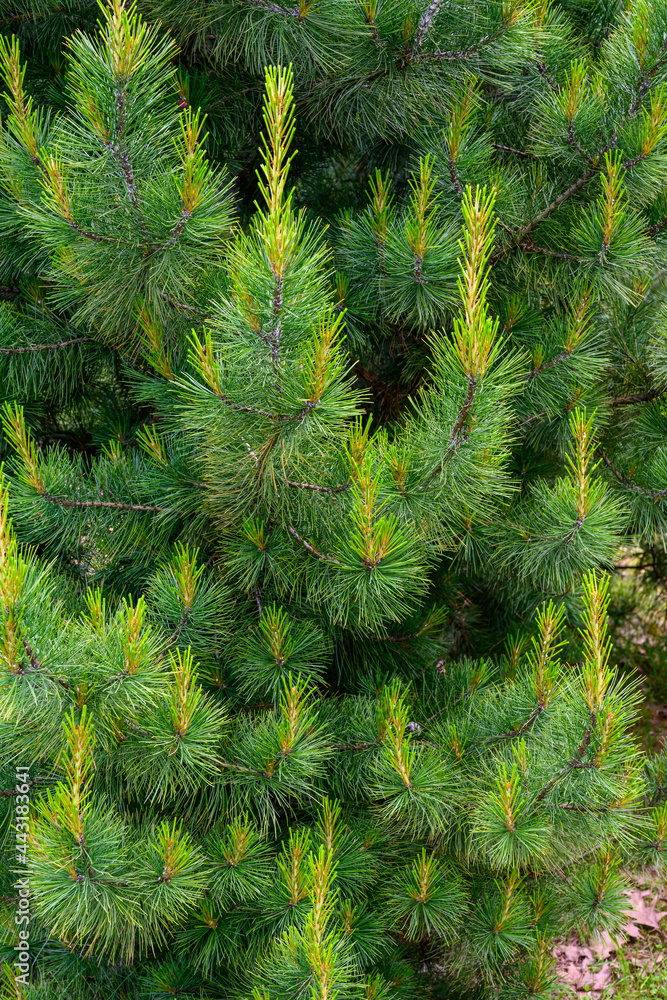 Photo vertical green tree branches Photo vertical green tree branches