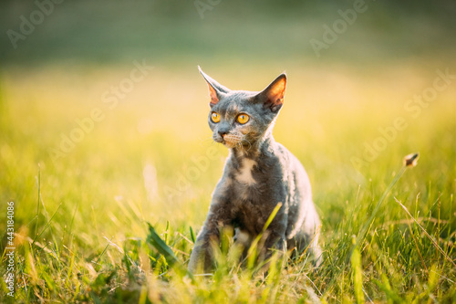 Funny Young Gray Devon Rex Kitten Resting In Green Grass. Short-haired Cat Of English Breed