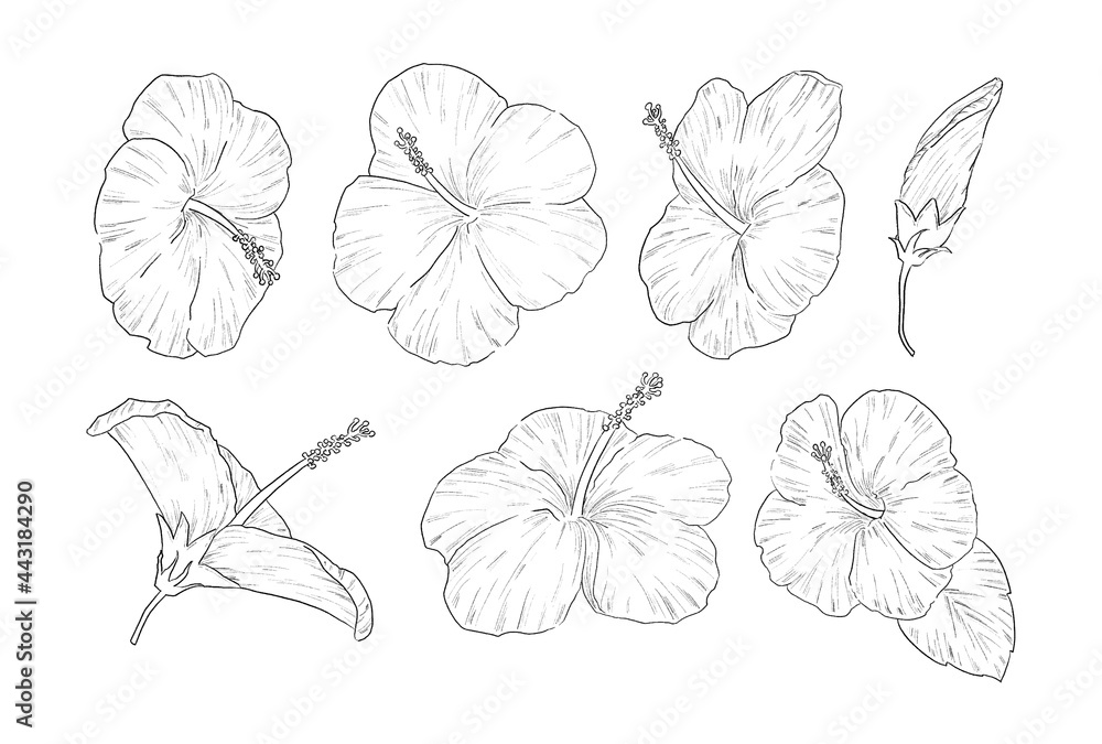 ハイビスカスの線画イラストセット Stock Vector Adobe Stock