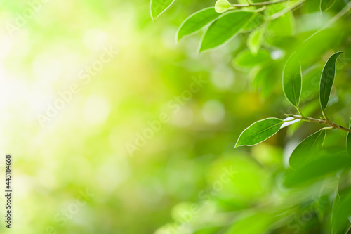 Nature view of green leaf in garden Natural green leaves plants in summer using as spring background cover page greenery environment ecology Global Warming Save World Save Planet Humanity Wallpaper © PATROL7