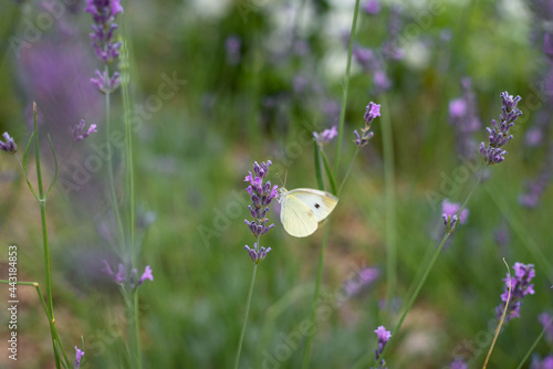 Beautiful butterflies and flowers, Flying butterfly in garden, 
Closeup butterfly on a flower