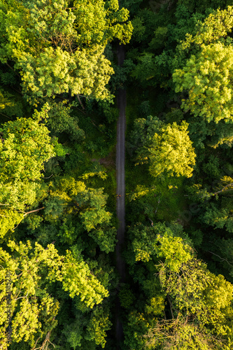 tree in the park