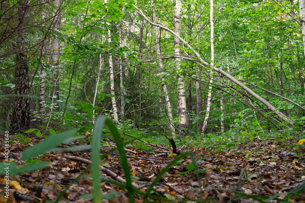 Young growth of birch trees in the forest Young growth of birch trees in the forest