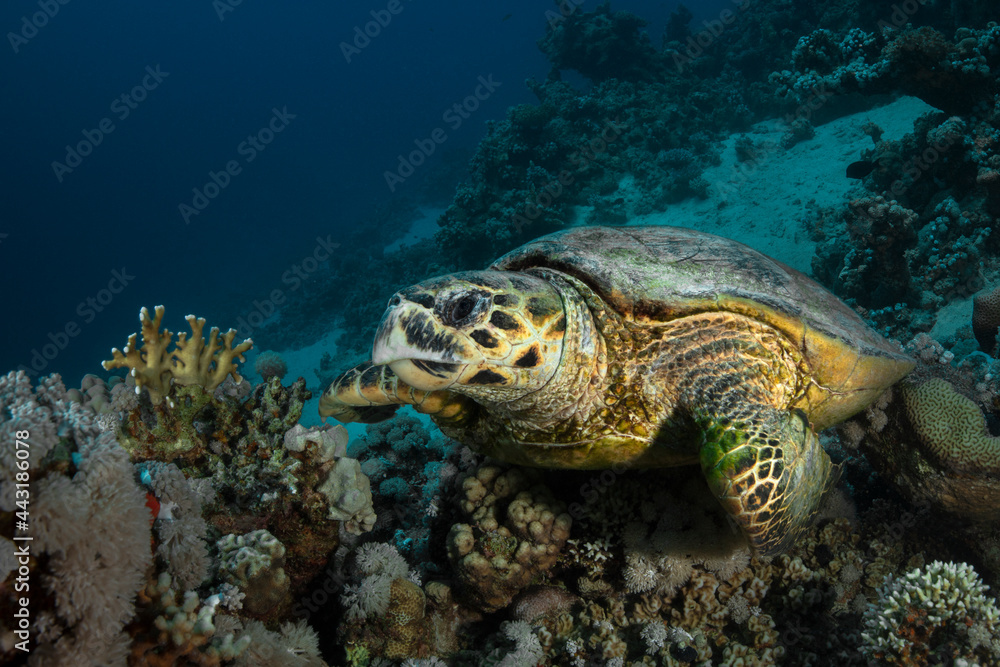 Hawksbill sea turtle (Eretmochelys imbricata). Underwater Red Sea seascape. Coral reef near Makadi Bay, Egypt