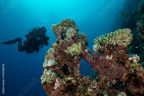 Fototapeta Naklejka Na Ścianę i Meble -  Underwater Red Sea seascape. Coral reef near Makadi Bay, Egypt