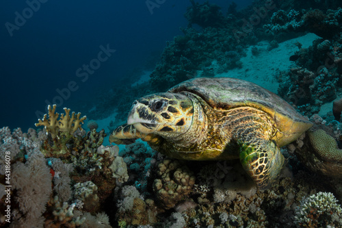  Hawksbill sea turtle (Eretmochelys imbricata). Underwater Red Sea seascape. Coral reef near Makadi Bay, Egypt