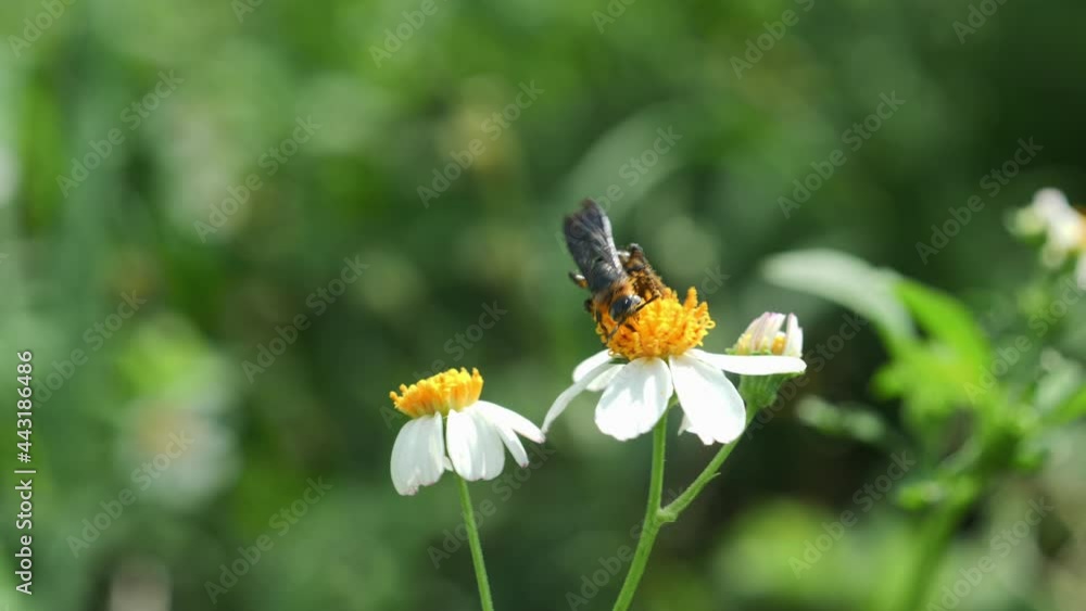 Butterfly sucking nectar on the flowers Butterfly sucking nectar on the flowers