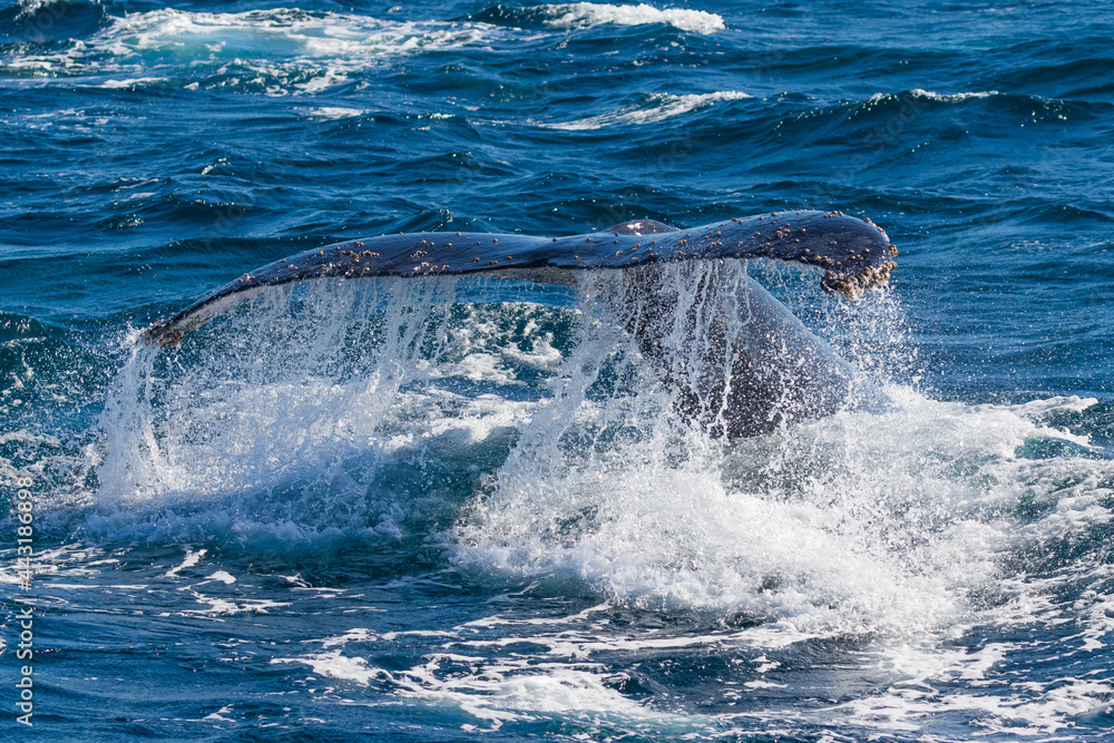 Fototapeta premium Humpback Whales off the Tweed Heads coast travelling north