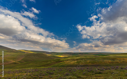 Fields with wild bushes against a cloudy sky © alexmu