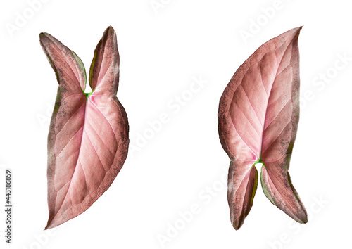 PINK SYNGONIUM Leaves On White Background.