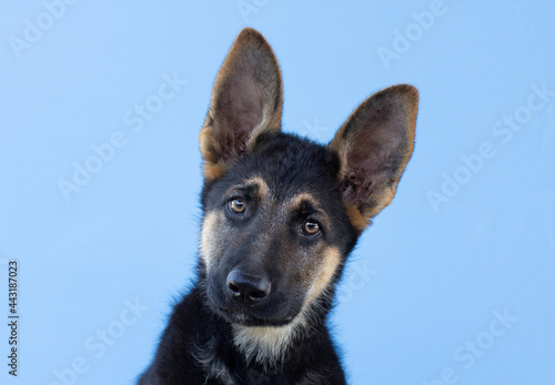 dog in front isolated on blue background. studio shot.