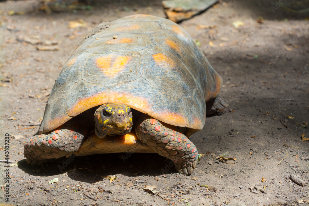 Obraz premium A large red-footed tortoise is walking on the ground
