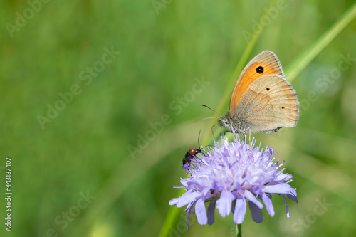 Meadow brown butterfly (Maniola jurtina). photo