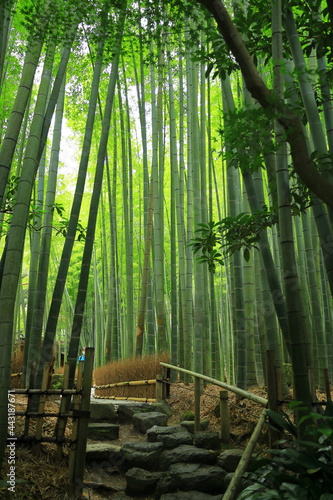 日本 竹林風景