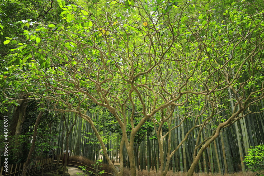 日本 竹林風景 日本 竹林風景
