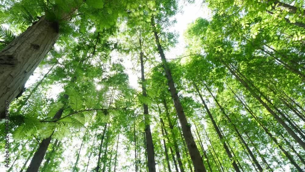 Low-angle shot of sunshine through the lush trees, spring forest Low-angle shot of sunshine through the lush trees, spring forest