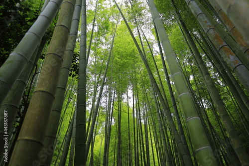 日本 竹林風景