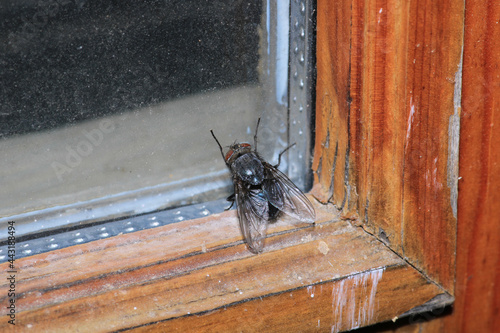 calliphora vicina fly macro photo photo