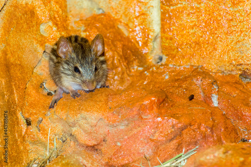 African Barbary striped grass or zebra mouse photo