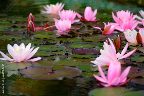 Beautiful water lilies