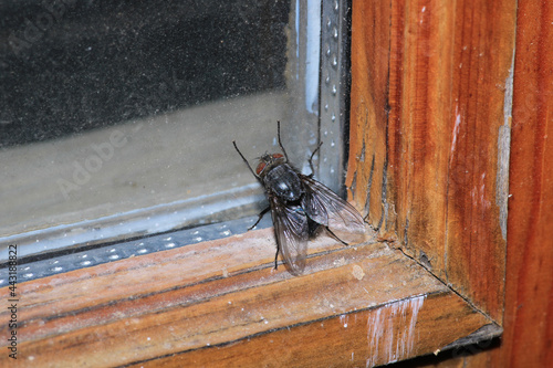 calliphora vicina fly macro photo photo