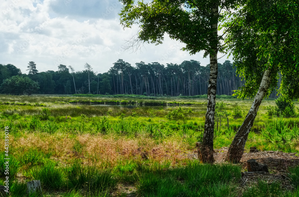 Moorlandschaft mit Teich Diersfordter Veen Moorlandschaft mit Teich Diersfordter Veen