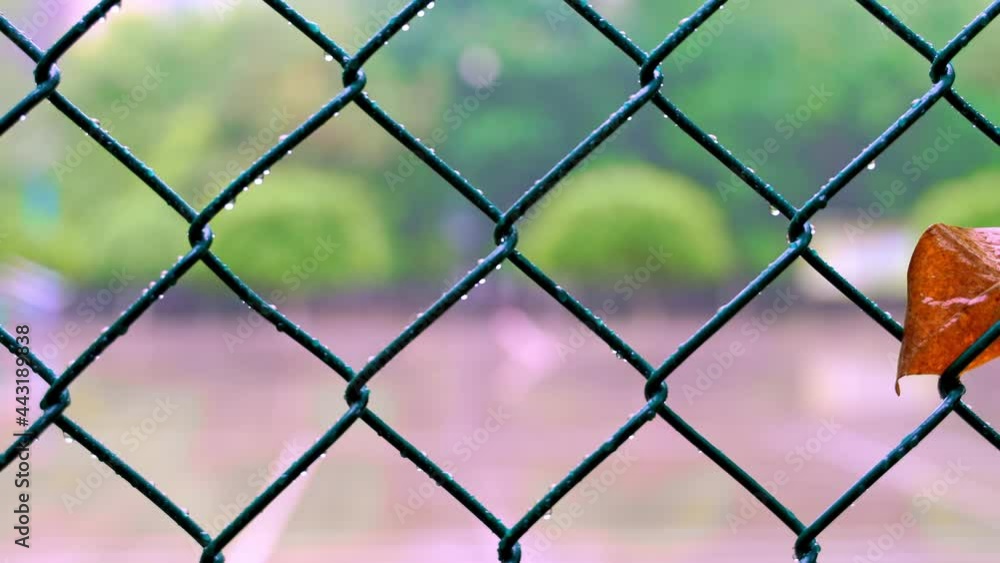 Close-up of a withered leaf hanging on chain link fence in the rain, panning shot Close-up of a withered leaf hanging on chain link fence in the rain, panning shot