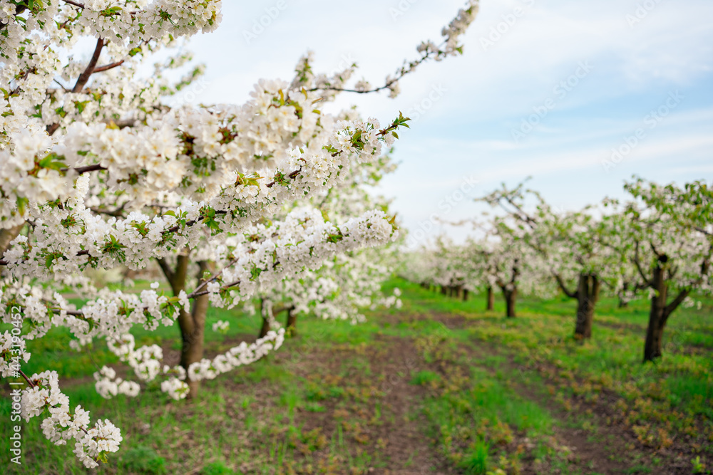 flowering spring trees. the aroma of flowers in the orchard flowering spring trees. the aroma of flowers in the orchard