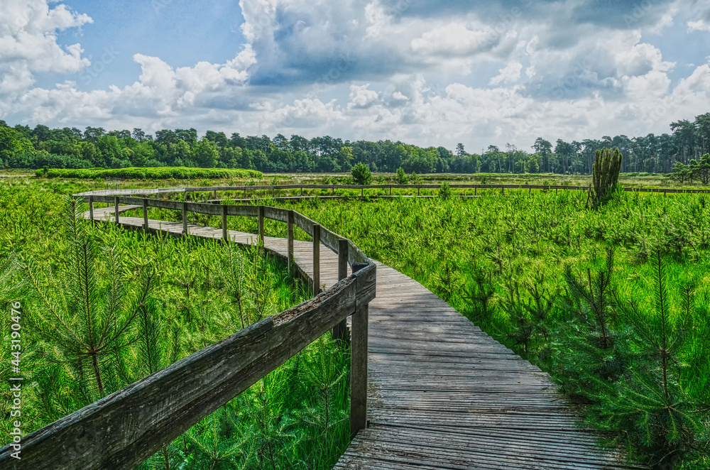 Holzsteg durch die Moorlandschaft Diersfordter Veen Holzsteg durch die Moorlandschaft Diersfordter Veen