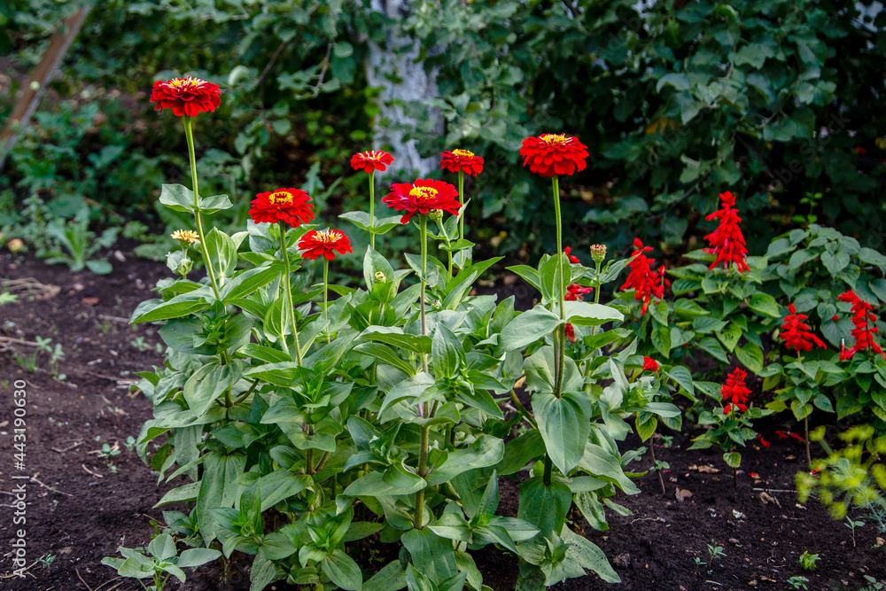 Zinnia fireworks annual beautiful flowers Zinnia fireworks annual beautiful flowers
