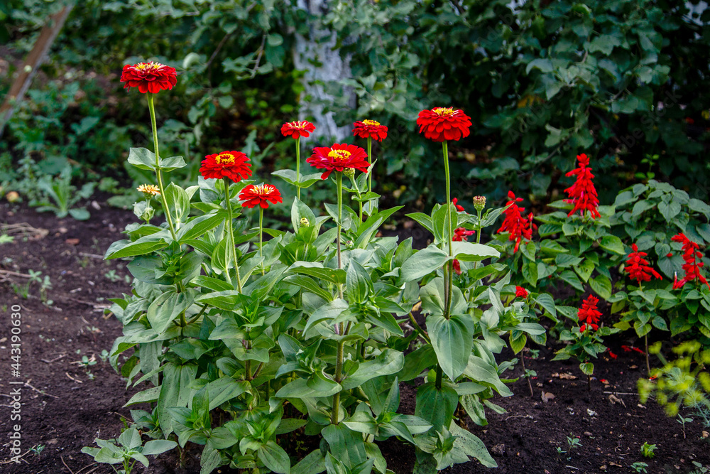 Zinnia fireworks annual beautiful flowers