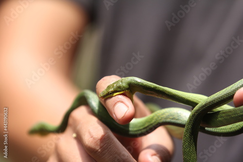 some baby green snake biting someone's hand (snake bite)