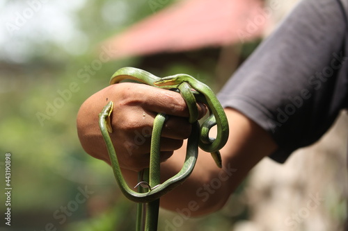 some baby green snake biting someone's hand (snake bite)