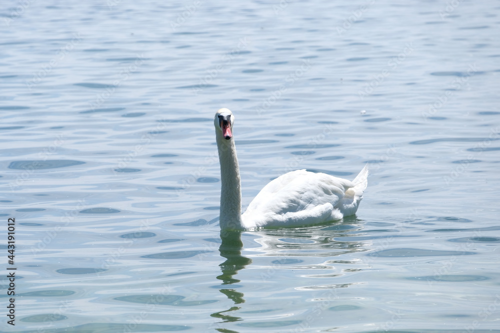 Naklejka premium Big white swan swimming in a lake
