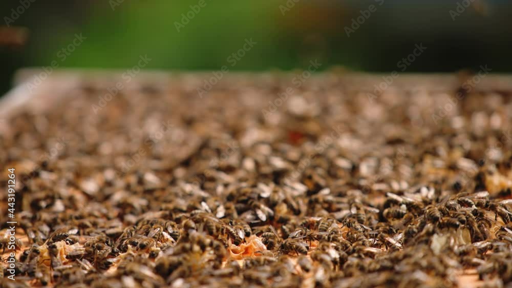 Shot of bee frame. Close up of frame with a lot of honeycombs Shot of bee frame. Close up of frame with a lot of honeycombs
