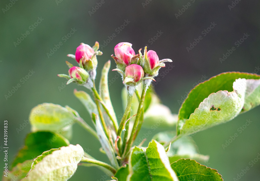 Flowers on an apple tree in spring. Flowers on an apple tree in spring.