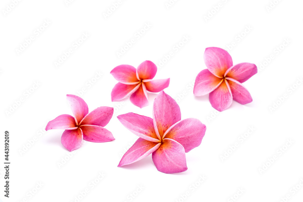 Pink plumeria and frangipani isolated on white background. Pink plumeria and frangipani isolated on white background.