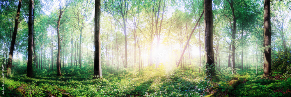 Fairytale forest - sunlight shines through trees onto a clearing