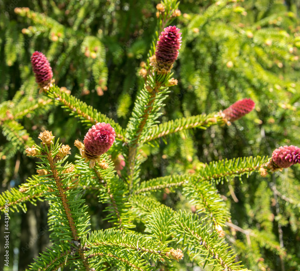 Rare coniferous plants. Blooming tree Spruce Acrocona Picea abies Acrocona. Rare coniferous plants. Blooming tree Spruce Acrocona Picea abies Acrocona.