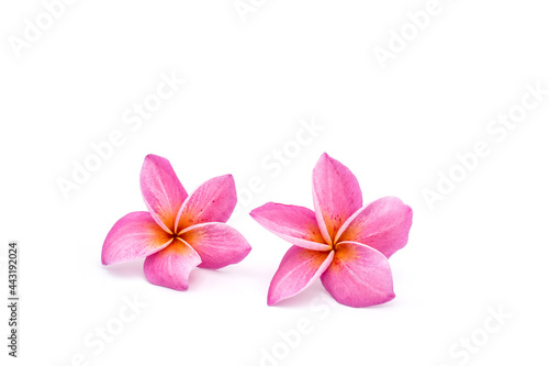 Pink plumeria and frangipani isolated on white background.