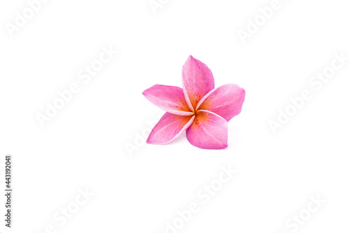 Pink plumeria and frangipani isolated on white background.