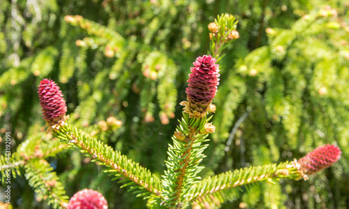 Fototapeta Naklejka Na Ścianę i Meble -  Rare coniferous plants. Blooming tree Spruce Acrocona Picea abies Acrocona