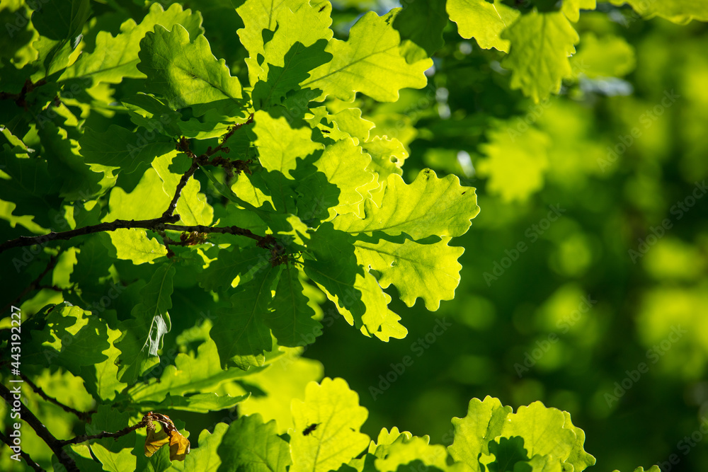 Green leaves on the oak tree Green leaves on the oak tree